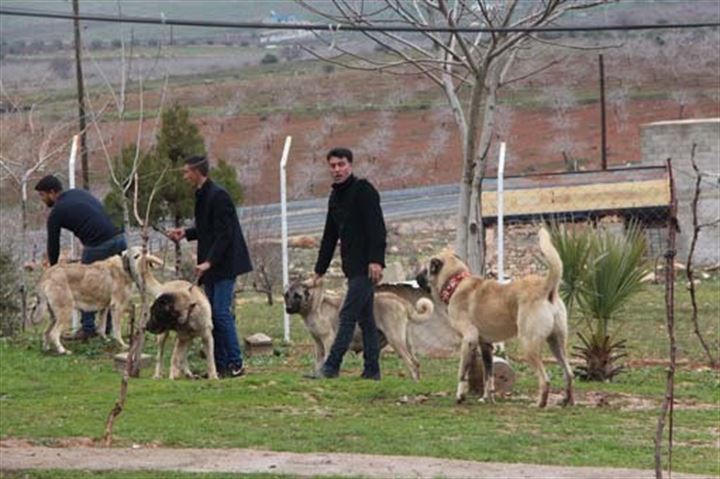 Urfa'da yetiştirilen bu köpekler 100 bin TL'ye satılıyor - 16