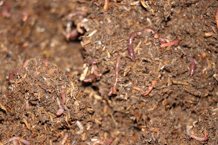 Memurluğu bırakıp solucan gübresi üreticisi oldu - 7