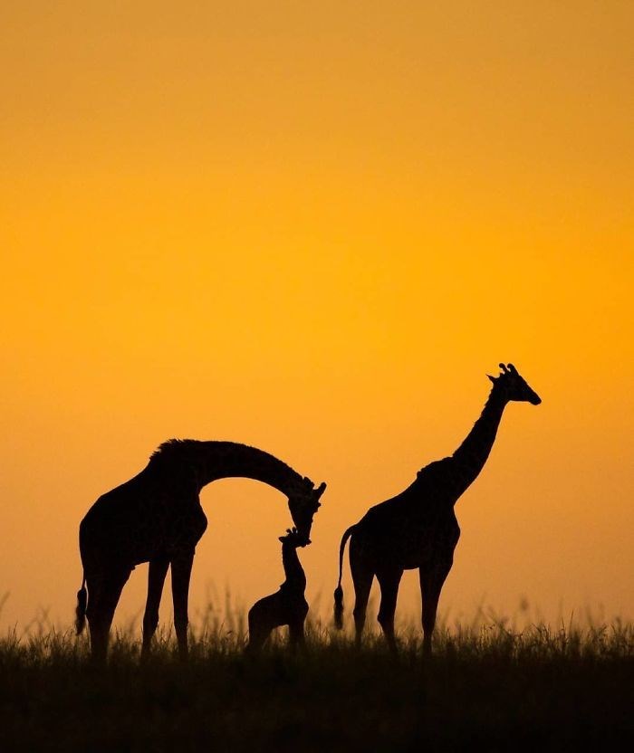 İşte National Geographic yarışmasının kazanan fotoğrafları - 3