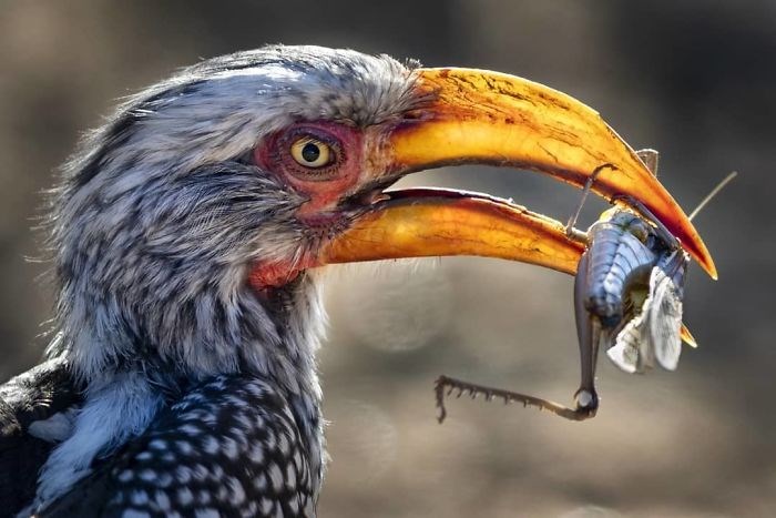 İşte National Geographic yarışmasının kazanan fotoğrafları - 28