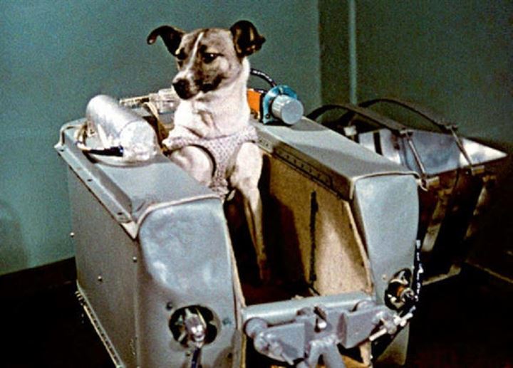 Uzaya fırlatılan hayvanların acı sonu - 1