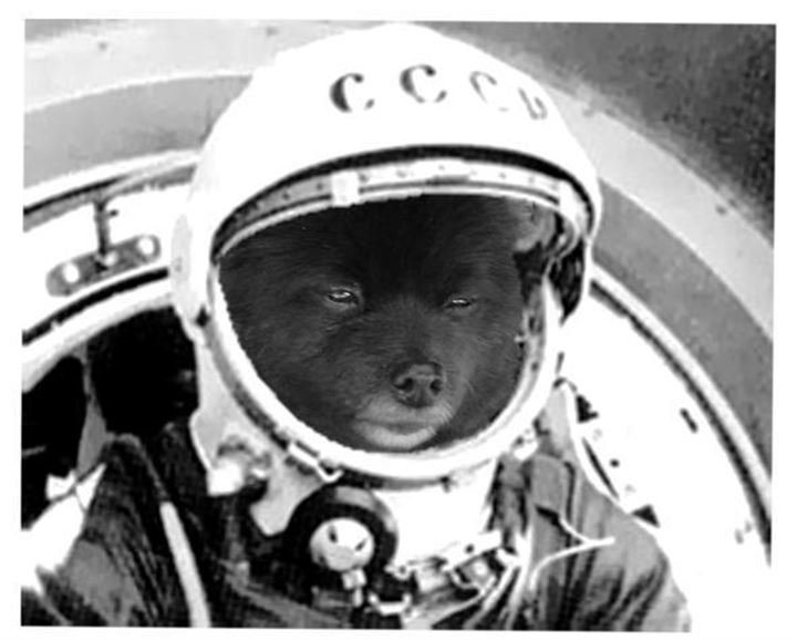 Uzaya fırlatılan hayvanların acı sonu - 6