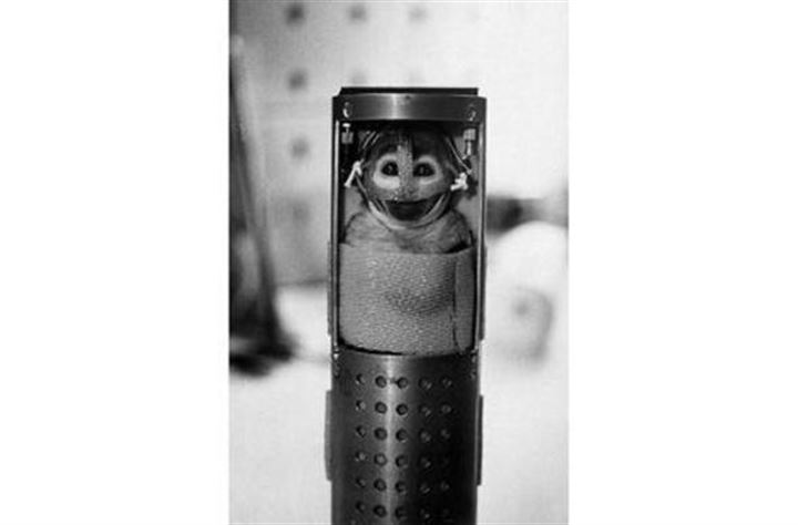 Uzaya fırlatılan hayvanların acı sonu - 8