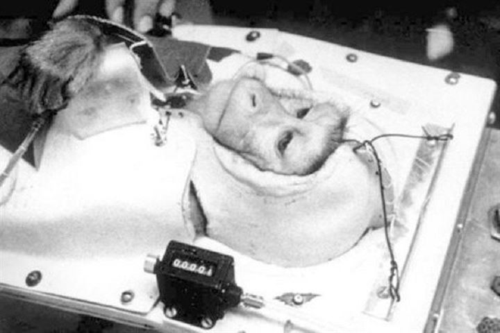 Uzaya fırlatılan hayvanların acı sonu - 14