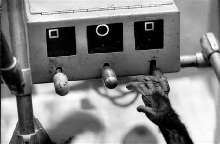 Uzaya fırlatılan hayvanların acı sonu - 19