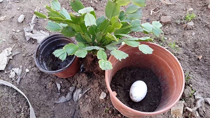 Çöpe attığınız yumurta kabuğunun faydalarını biliyor musunuz ? - 4