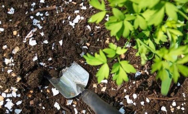 Çöpe attığınız yumurta kabuğunun faydalarını biliyor musunuz ? - 7