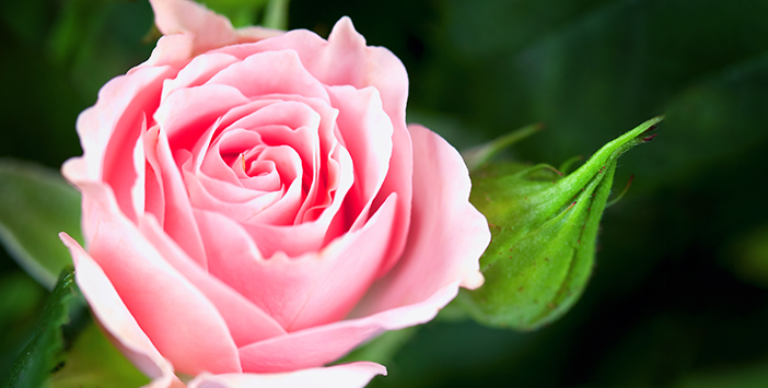 Peygamber efendimizin (SAV)  yön verici 40 hadis-i şerifi - 20