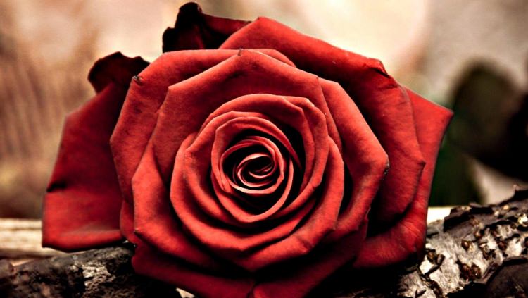 Peygamber efendimizin (SAV)  yön verici 40 hadis-i şerifi - 30