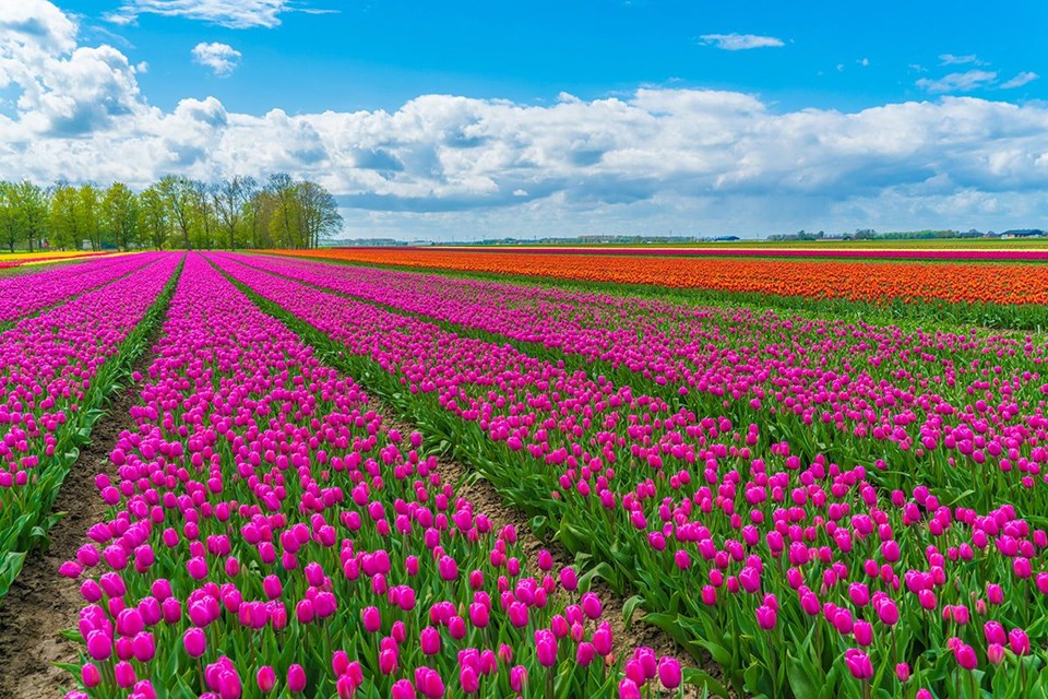 Rengarenk ilkbahar gezi rotaları - 5