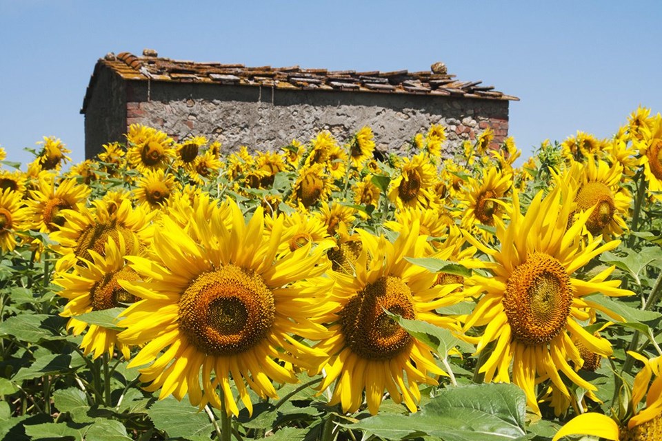 Rengarenk ilkbahar gezi rotaları - 18
