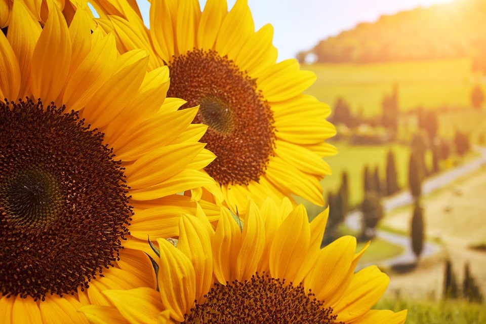 Rengarenk ilkbahar gezi rotaları - 21