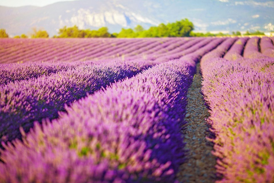 Rengarenk ilkbahar gezi rotaları - 26