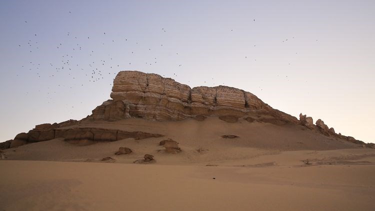 Mısır çölünde 40 milyon yıllık balina fosili bulundu - 5