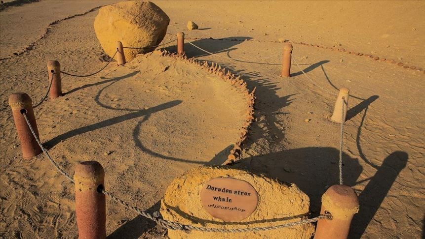 Mısır çölünde 40 milyon yıllık balina fosili bulundu - 6