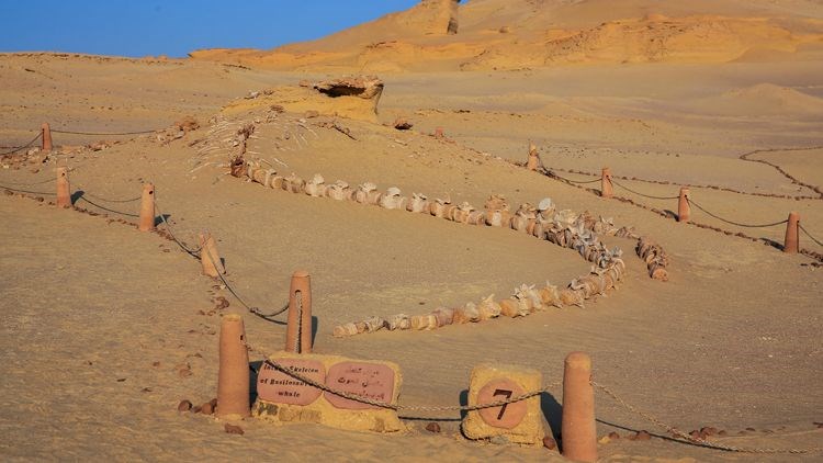 Mısır çölünde 40 milyon yıllık balina fosili bulundu - 8