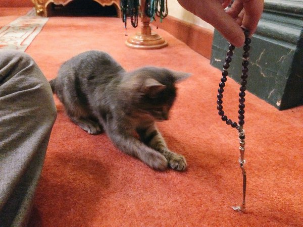 Sokak kedilerine caminin kapılarını açan imam - 3