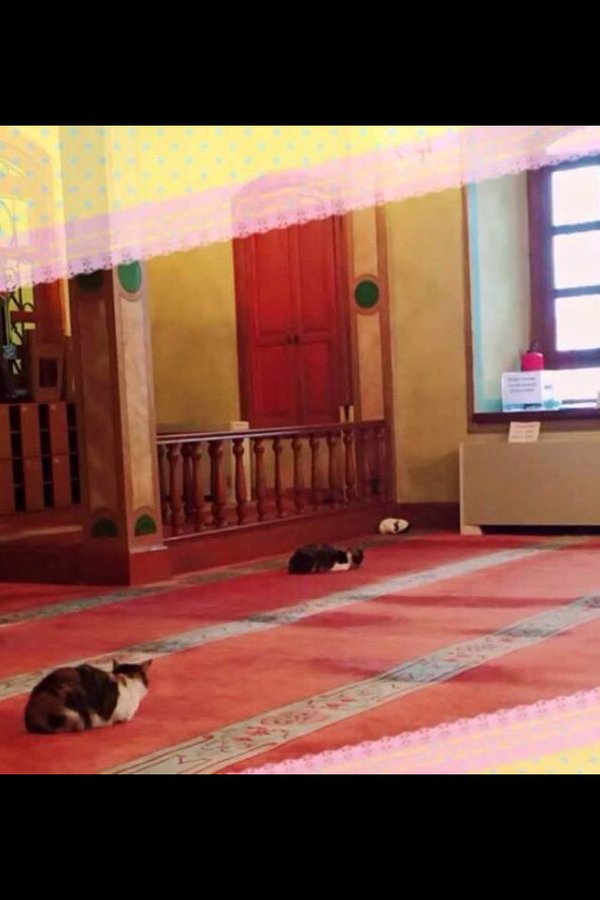 Sokak kedilerine caminin kapılarını açan imam - 6