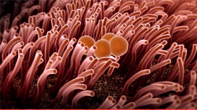 İnsan vücudu hakkında ilginç bilgiler - 6