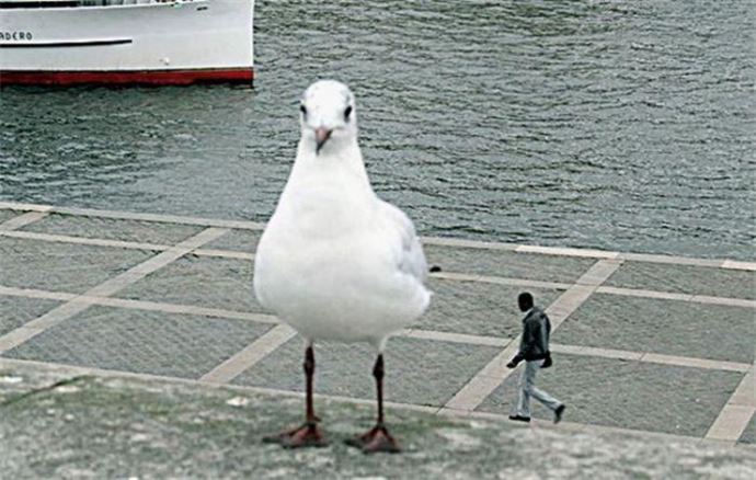 Zamanlaması harika 17 fotoğraf - 10