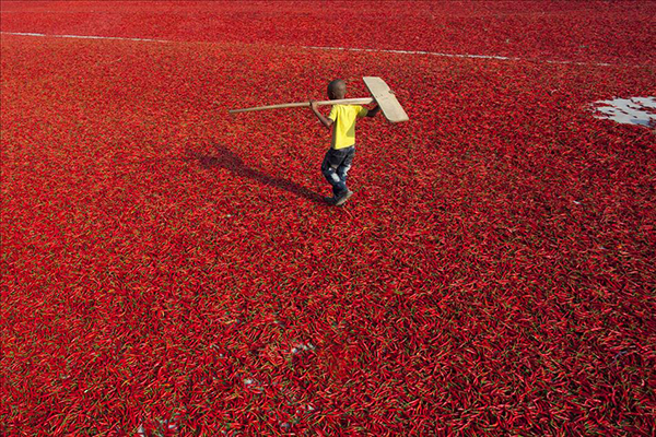 Bangladeş'te kırmızı biber üretimi - 6
