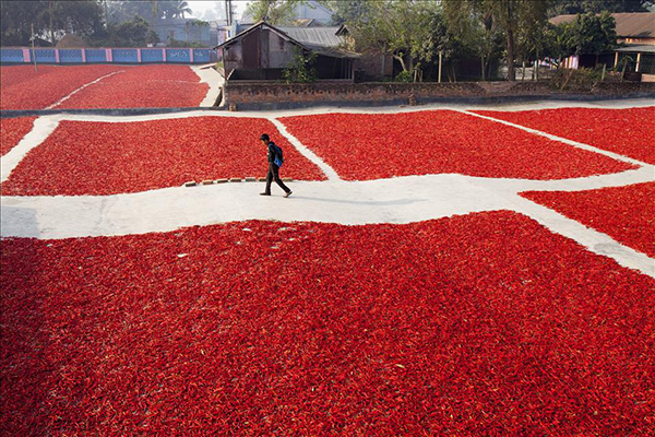 Bangladeş'te kırmızı biber üretimi - 4