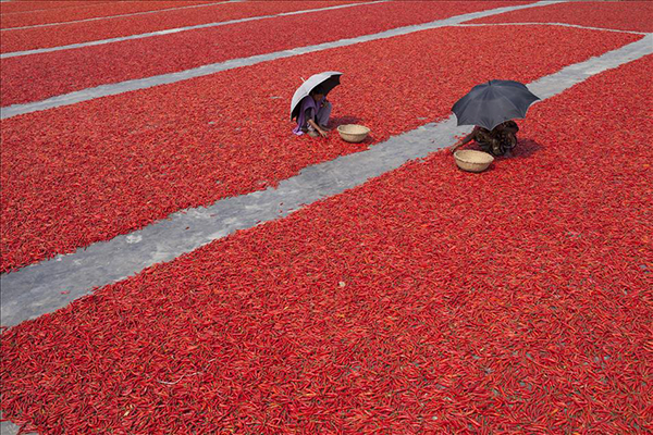 Bangladeş'te kırmızı biber üretimi - 1