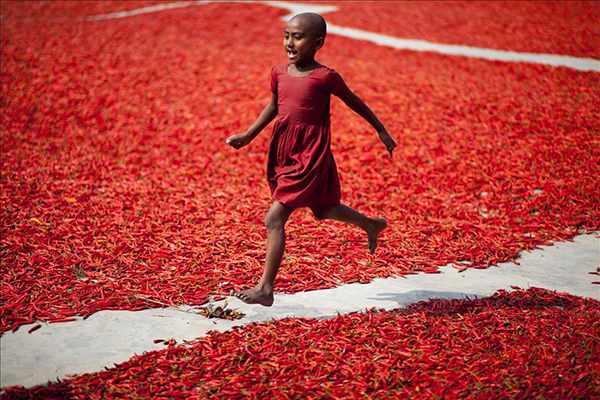 Bangladeş'te kırmızı biber üretimi - 7