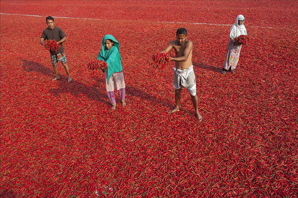 Bangladeş'te kırmızı biber üretimi - 5