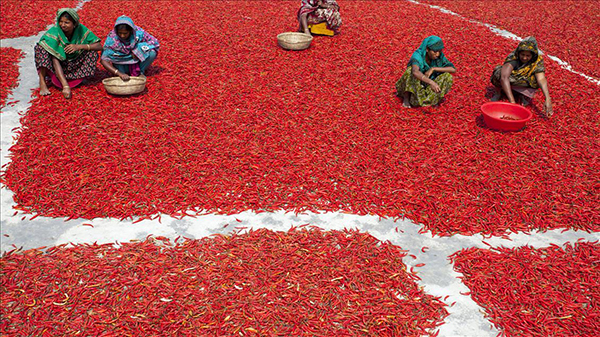 Bangladeş'te kırmızı biber üretimi - 2