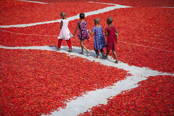 Bangladeş'te kırmızı biber üretimi - 3