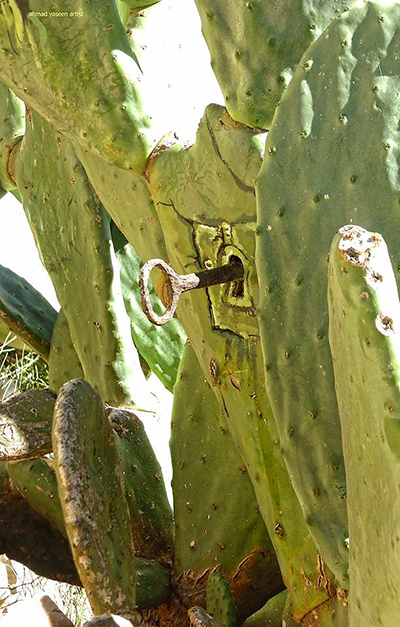 Filistinli sanatçı direnişi kaktüse resmetti - 9