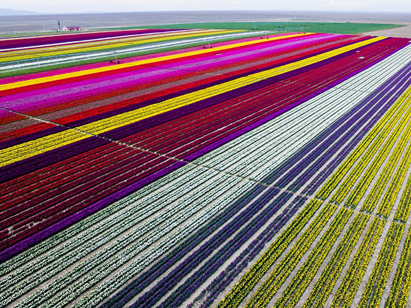 Lale tarlaları havadan görüntülendi - 9