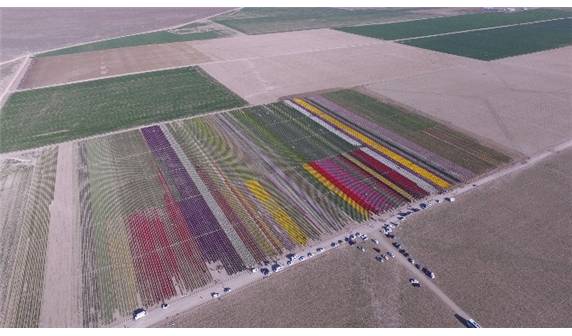 Lale tarlaları havadan görüntülendi - 5