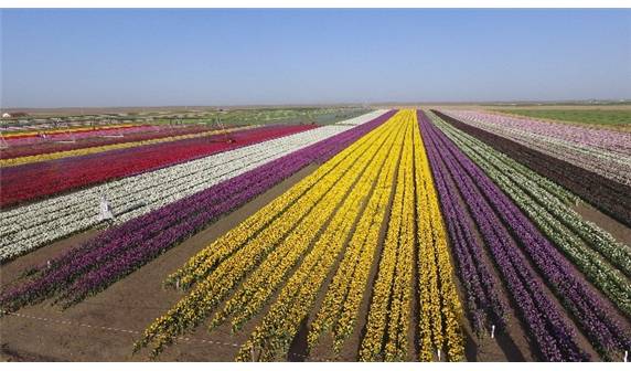 Lale tarlaları havadan görüntülendi - 1