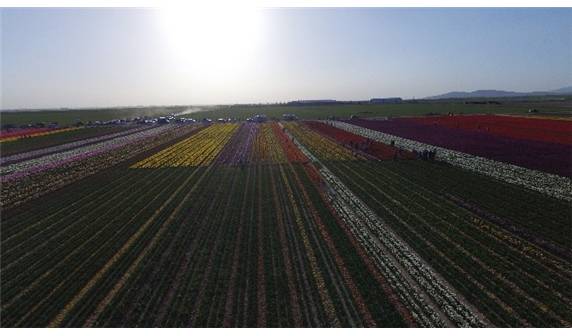 Lale tarlaları havadan görüntülendi - 10