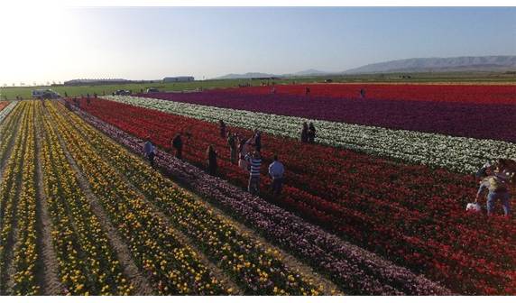 Lale tarlaları havadan görüntülendi - 6