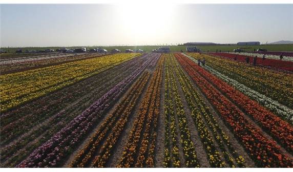 Lale tarlaları havadan görüntülendi - 3