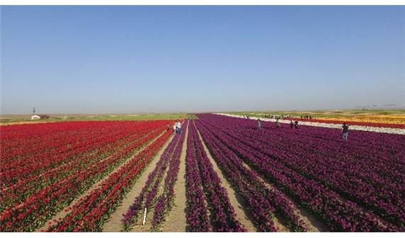 Lale tarlaları havadan görüntülendi - 8
