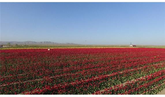 Lale tarlaları havadan görüntülendi - 11