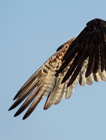 2016 Audubon Fotoğrafçılık Ödülleri - 2