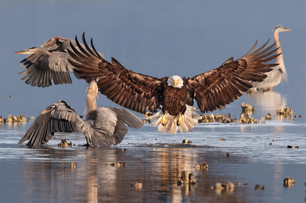 2016 Audubon Fotoğrafçılık Ödülleri - 1