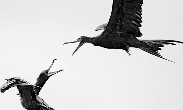 2016 Audubon Fotoğrafçılık Ödülleri - 4