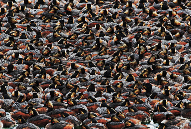 2016 Audubon Fotoğrafçılık Ödülleri - 3