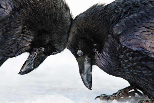 2016 Audubon Fotoğrafçılık Ödülleri - 7