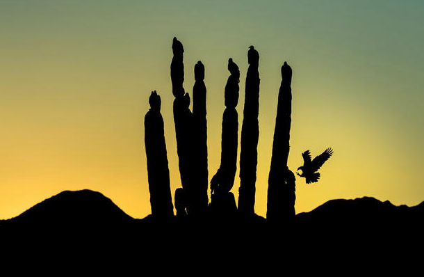 2016 Audubon Fotoğrafçılık Ödülleri - 9