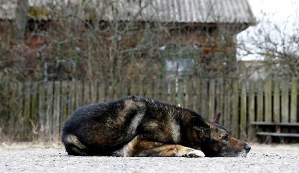 Nükleer faciadan geriye sadece O kaldı - 7