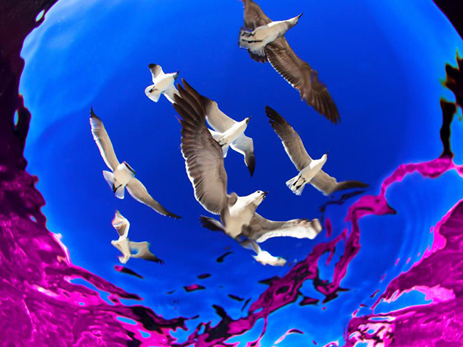 Muhteşem su altı dünyası - 889