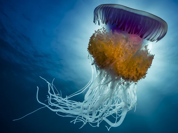 Muhteşem su altı dünyası - 836