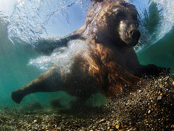 Muhteşem su altı dünyası - 665